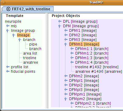 TrakEM2 'Template tree' and 'Project objects' tree.